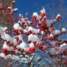 30 Winterberry Holly, Ilex verticillata, Shrub Seeds (Hardy, Showy)