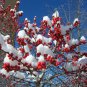 30 Winterberry Holly, Ilex verticillata, Shrub Seeds (Hardy, Showy)