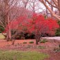 30 Winterberry Holly, Ilex verticillata, Shrub Seeds (Hardy, Showy)