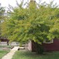 30 Winterberry Holly, Ilex verticillata, Shrub Seeds (Hardy, Showy)