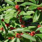 30 Winterberry Holly, Ilex verticillata, Shrub Seeds (Hardy, Showy)