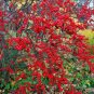 30 Winterberry Holly, Ilex verticillata, Shrub Seeds (Hardy, Showy)
