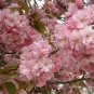 10 Japanese Flowering Cherry, Prunus serrulata, Tree Seeds (Fast, Showy, Fall Color