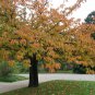 10 Japanese Flowering Cherry, Prunus serrulata, Tree Seeds (Fast, Showy, Fall Color