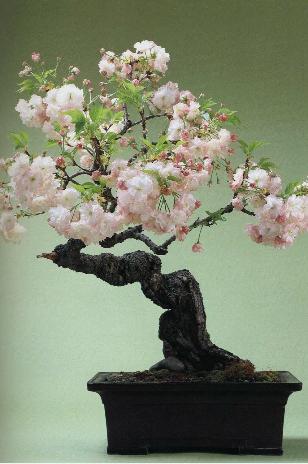 10 Japanese Flowering Cherry, Prunus serrulata, Tree Seeds (Fast, Showy