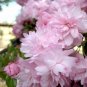 10 Japanese Flowering Cherry, Prunus serrulata, Tree Seeds (Fast, Showy, Fall Color