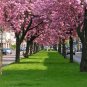 10 Japanese Flowering Cherry, Prunus serrulata, Tree Seeds (Fast, Showy, Fall Color