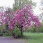 10 Japanese Flowering Cherry, Prunus serrulata, Tree Seeds (Fast, Showy, Fall Color