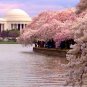 10 Japanese Flowering Cherry, Prunus serrulata, Tree Seeds (Fast, Showy, Fall Color