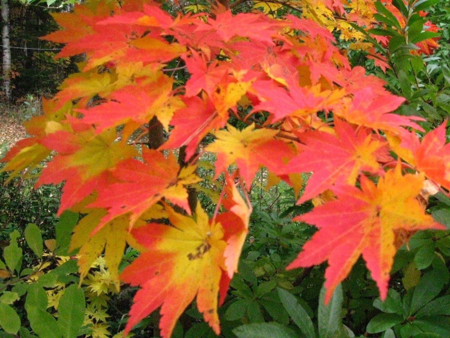10 Korean Maple, Acer pseudosieboldianum, Tree Seeds (Fall Color, Bonsai, Fast)