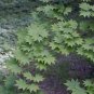 10 Korean Maple, Acer pseudosieboldianum, Tree Seeds (Fall Color, Bonsai, Fast)