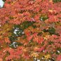 10 Korean Maple, Acer pseudosieboldianum, Tree Seeds (Fall Color, Bonsai, Fast)