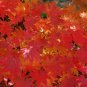 10 Korean Maple, Acer pseudosieboldianum, Tree Seeds (Fall Color, Bonsai, Fast)