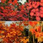 10 Korean Maple, Acer pseudosieboldianum, Tree Seeds (Fall Color, Bonsai, Fast)