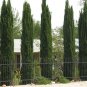 30 Italian Cypress Narrow Columnar, Cupressus sempervirens stricta (Fast Evergreen)