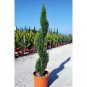30 Italian Cypress Narrow Columnar, Cupressus sempervirens stricta (Fast Evergreen)