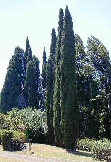 30 Italian Cypress Narrow Columnar, Cupressus sempervirens stricta ...