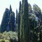 30 Italian Cypress Narrow Columnar, Cupressus sempervirens stricta (Fast Evergreen)