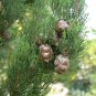 30 Italian Cypress Narrow Columnar, Cupressus sempervirens stricta (Fast Evergreen)