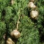 30 Italian Cypress Narrow Columnar, Cupressus sempervirens stricta (Fast Evergreen)