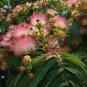 30 Mimosa Silk Tree, Albizia julibrissin, Seeds (Fast, Hardy, Showy, Fragrant)