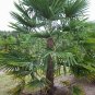 10 Windmill Palm, Trachycarpus fortunei, Tree Seeds (Hardy Evergreen Tropical)