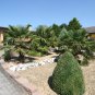 10 Windmill Palm, Trachycarpus fortunei, Tree Seeds (Hardy Evergreen Tropical)