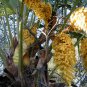 10 Windmill Palm, Trachycarpus fortunei, Tree Seeds (Hardy Evergreen Tropical)