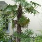 10 Windmill Palm, Trachycarpus fortunei, Tree Seeds (Hardy Evergreen Tropical)