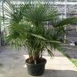 10 Windmill Palm, Trachycarpus fortunei, Tree Seeds (Hardy Evergreen Tropical)