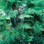 10 Windmill Palm, Trachycarpus fortunei, Tree Seeds (Hardy Evergreen Tropical)