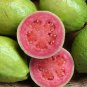 50 Guava, Psidium guajava, Tree Seeds (Edible, Fast, Fragrant)