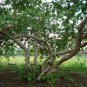 50 Guava, Psidium guajava, Tree Seeds (Edible, Fast, Fragrant)