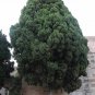 30 Italian Cypress, Cupressus sempervirens, Tree Seeds (Fast, Evergreen)