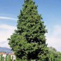30 Italian Cypress, Cupressus sempervirens, Tree Seeds (Fast, Evergreen)