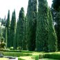 30 Italian Cypress, Cupressus sempervirens, Tree Seeds (Fast, Evergreen)