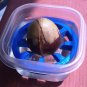 Avocado Pit Germination Holders - 1 or 3 Pit Holders - 3D Printed Plastic