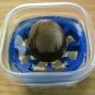 Avocado Pit Germination Holders - 1 or 3 Pit Holders - 3D Printed Plastic