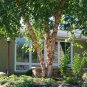 50 River Birch, (Black Birch), Betula nigra, Tree Seeds (Fast, Hardy, Fall Color)