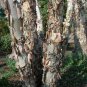 50 River Birch, (Black Birch), Betula nigra, Tree Seeds (Fast, Hardy, Fall Color)