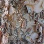 50 River Birch, (Black Birch), Betula nigra, Tree Seeds (Fast, Hardy, Fall Color)
