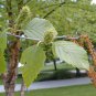 50 River Birch, (Black Birch), Betula nigra, Tree Seeds (Fast, Hardy, Fall Color)