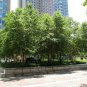 50 River Birch, (Black Birch), Betula nigra, Tree Seeds (Fast, Hardy, Fall Color)