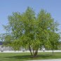 50 River Birch, (Black Birch), Betula nigra, Tree Seeds (Fast, Hardy, Fall Color)