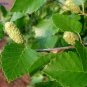 50 River Birch, (Black Birch), Betula nigra, Tree Seeds (Fast, Hardy, Fall Color)