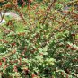 10 Seeds Nanking Bush Cherry, Prunus tomentosa, Seeds (Edible, Hardy, Fast, Showy)