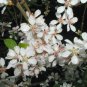 10 Seeds Nanking Bush Cherry, Prunus tomentosa, Seeds (Edible, Hardy, Fast, Showy)