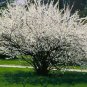 10 Seeds Nanking Bush Cherry, Prunus tomentosa, Seeds (Edible, Hardy, Fast, Showy)