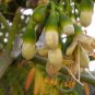 20 Kapok (Silk Cotton Tree), Ceiba pentandra, Tree Seeds (Fast, Tropical)
