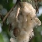 20 Kapok (Silk Cotton Tree), Ceiba pentandra, Tree Seeds (Fast, Tropical)